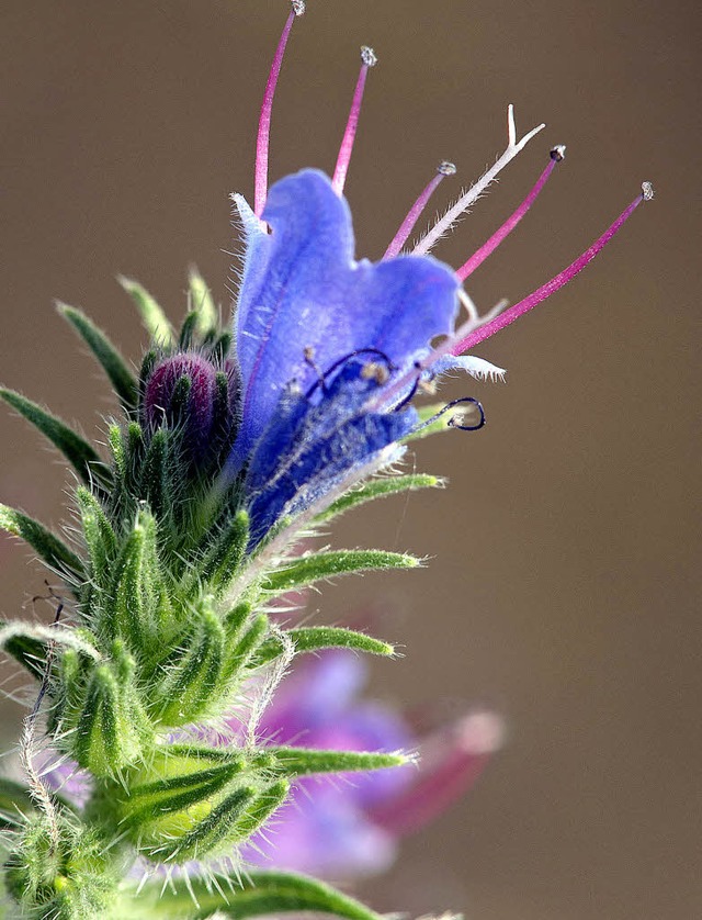 So sieht die Blte des Natternkopfs aus.   | Foto: Ingo Seehafer