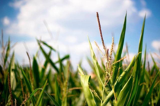 Maisbauern wollen Notfallzulassung fr Schdlingsmittel