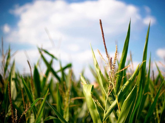 Die Idylle im Maisfeld ist trgerisch. Schdlinge bedrohen die Ernte.   | Foto: dpa