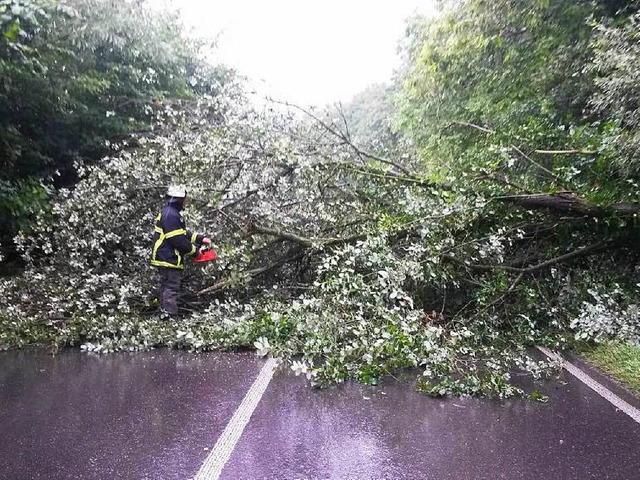 Zehn umgestrzte Bume hat die Feuerwehr im Juli abgerumt.  | Foto: Stadt