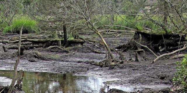 Der Hauptdamm im Bibergebiet nahe dem Schlchtsee Grafenhausen ist gebrochen.   | Foto: Privat