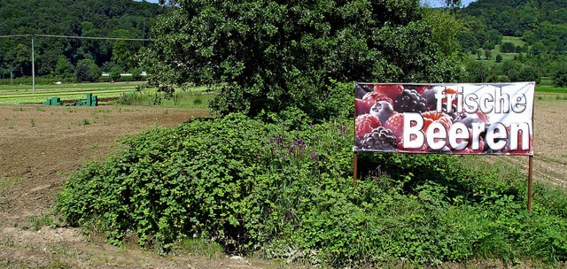 Vom Markhofbach ist nichts zu sehen, er fliet unter Brombeeren.   | Foto: Ralf Staub