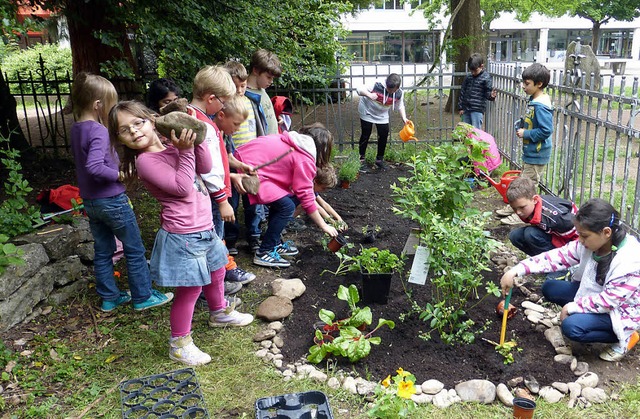 Kleine  Schrebergrtner pflanzten Obst und Gemse an.   | Foto: Schule