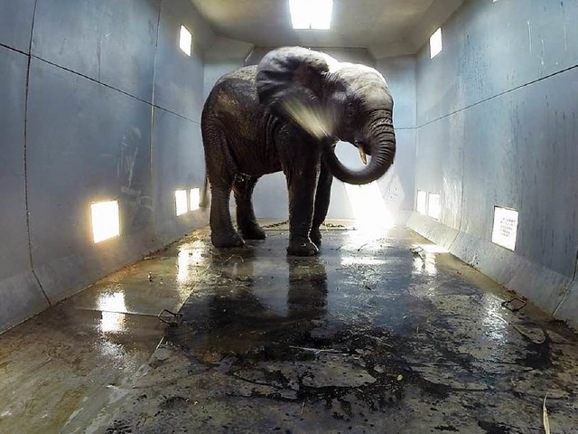 Ein Waldelefant im Umzugswagen khlt sich mit Wasser ab.  | Foto: IFAW