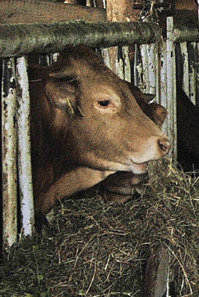 Die Rinder lieen sich in ihrem Stall ...ktoren konnten die Besucher bestaunen.  | Foto: Christiane Sahli