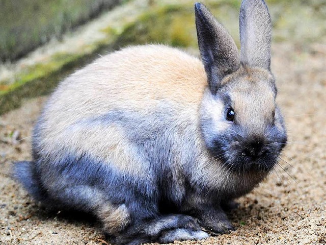 Jede Menge besonderer Kaninchen hat der Einbrecher mitgenommen.  | Foto: dpa