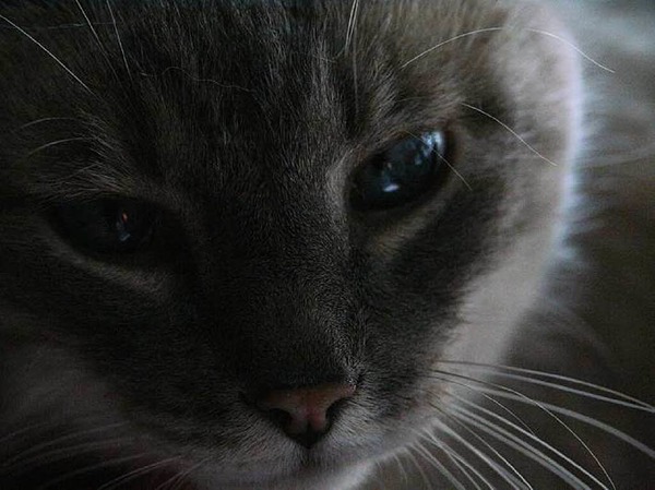 Reiner Bauer: Was Katzen wohl so alles trumen.