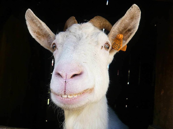Peter Stickelberger: Da lacht der Bock - dieses Haustier hat der Fotograf im Eco-Musee in Ungersheim bewundert.