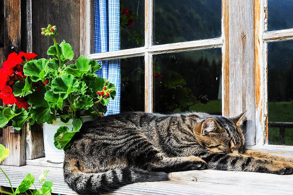 Franz Wieber: Katze auf der Fensterbank