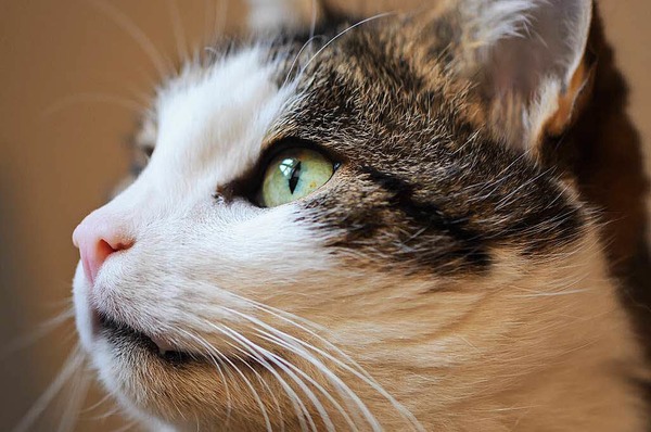 Franz Wieber: Katze vom Nachbarn 2