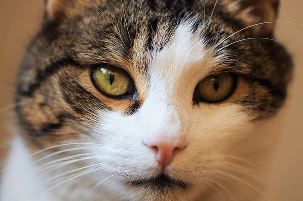 Franz Wieber: Katze vom Nachbarn 1