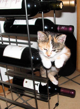 Inge Wenk: in vino veritas - und Katz