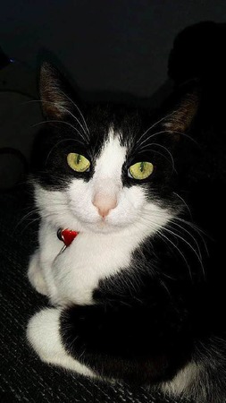 Petra Hckel: Kater Alf