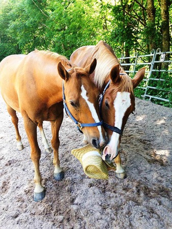 Susanne Baumann: Gute Kumpel teilen auch den Sonnenhut - Samwise und Tiny auf der Grusiloch Ranch in Wies-Stockmatt