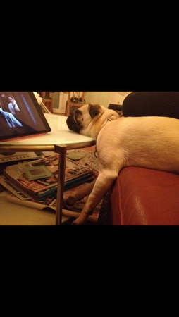 Caroline Lefferts: Mops beim TV schauen