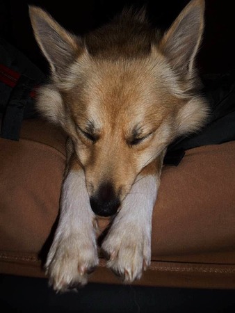 Harald Woyda: Unser Hund Eowyn erschpft nach langem Spaziergang.