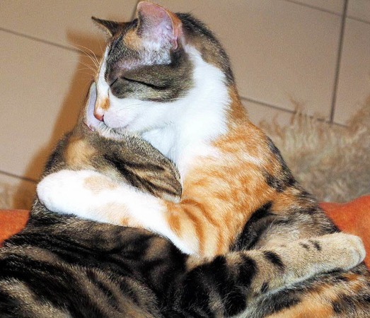 Inge Wenk: Schmusekatzen