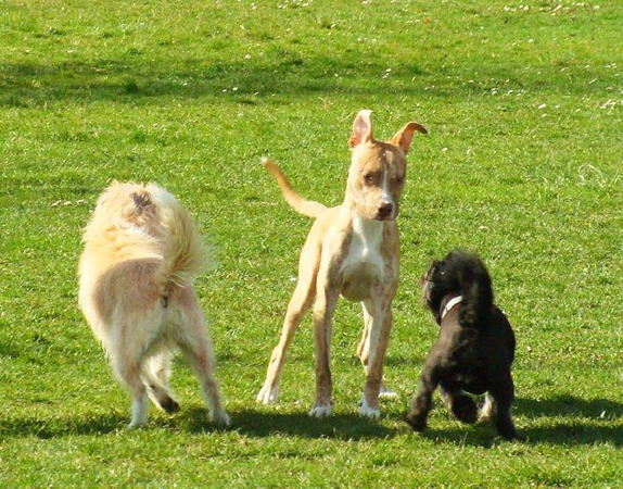 Andrea Stein: Spa auf dem Hundeplatz in Eimeldingen