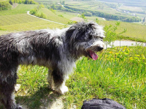 Agnes Jenne: Anni, ein Htehund, auf einer Wanderung am Kaiserstuhl.