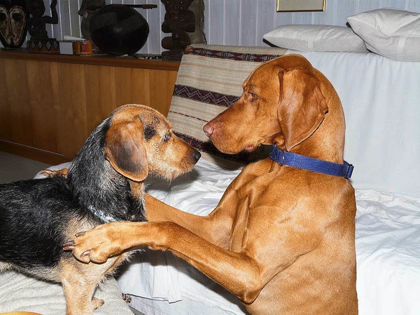 Karl-Heinz Niechoj: Anton und Pauli, die Hunde der Nachbarn. Anton ist der umsichtige "Grosse Bruder" von Klein-Pauli, der noch vieles verstehen und lernen will.