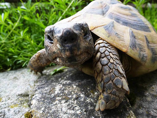 Evi Gbel: Paul, unsere griechische Landschildkrte. Seit 14 Jahren  lebt er bei uns und macht von Oktober bis April Winterschlaf bei uns im Garten. Als treuer Freund buddelt er sich im Frhjahr immer wieder zu uns an die Erdoberflche.