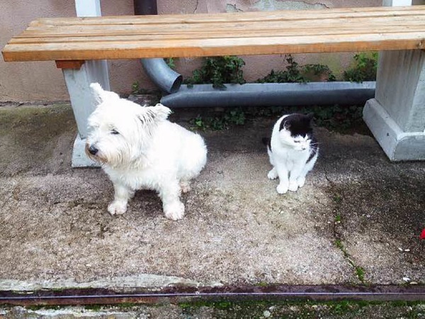 Gerda Siewert: Westie Amanda und Kater Jimi, zuhause in Kandern/Sitzenkirch