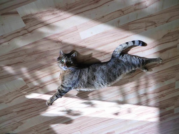 Sabine und Volker Deutsch: Unser Kater Erich