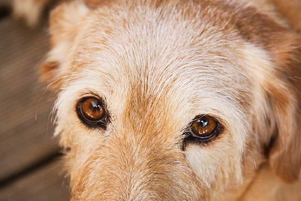 Martina und Thomas Winkler: Nina im Jahr 2008, ein Terrier-Schnauzer-Mix. Mit diesem Blick hat uns unsere Freundin Nina bereits vor 14 Jahren in einem Tierheim angesehen, und wir haben sie sofort ins Herz geschlossen.