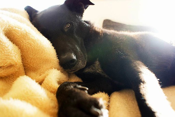 Susanne Schnebelen: Hund Dino beim Relaxen