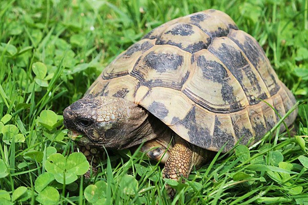 Peter Hoferer: Mein Haustier, eine griechische Landschildkrte. Sie heit Bella und ist 16 Jahre alt. Sie kann bis zu 200 Jahre alt werden.