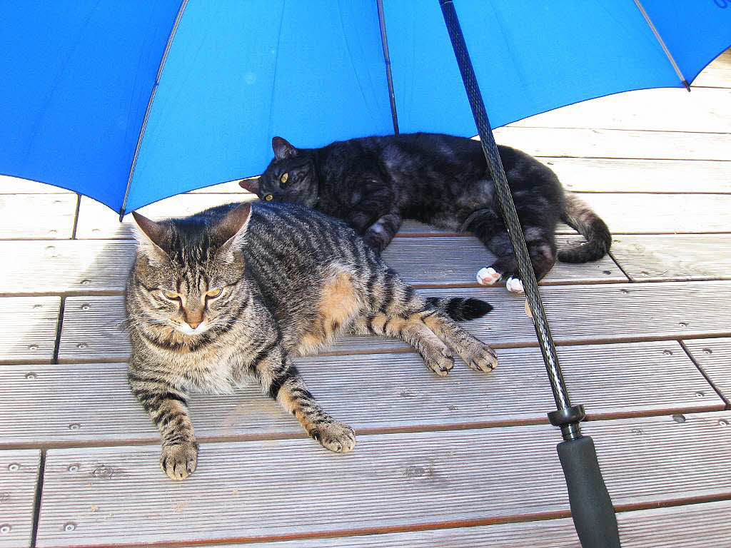 Birgit Wahl: Katzenliebe in BinzenDiabolo und Lina im Schatten des Regenschirms