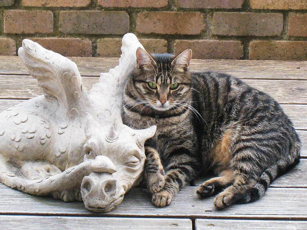 Birgit Wahl: Katzenliebe in BinzenDiabolo und sein Freund der Drache