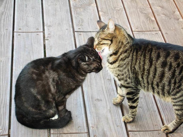 Birgit Wahl: Katzenliebe in BinzenDiabolo und Lina