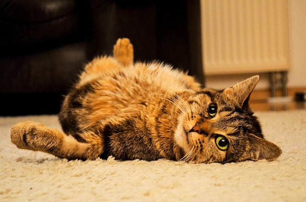 Nils Diesslin: Unsere nicht gerade Kamera scheue Katze Cindy auf ihrem Lieblingsteppich im Wohnzimmer