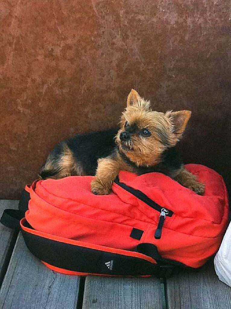 Uschi Habeck: Kleiner Hund namens Biene, die auf ihrem schon gepackten Rucksack fr die Ferien sitzt, um ja nicht vergessen zu werden. Das macht sie jedesmal.