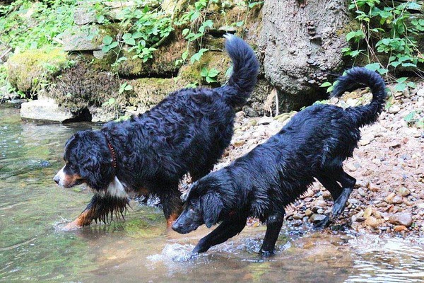 Manfred Kossebau: Der   Berner Sennenhund Nero gehrt unserer Bekannten Lydia Mattmller. Er tollt hier mit seinem Hovawart-Kumpel Bandit herum. Es entstand bei einem Spaziergang in der Kander bei Wittlingen