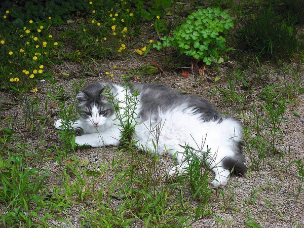 Helmut Ertel: Mein 13-jhriger  Kater, wenn er den Schatten in der Nhe der Pergola sucht.