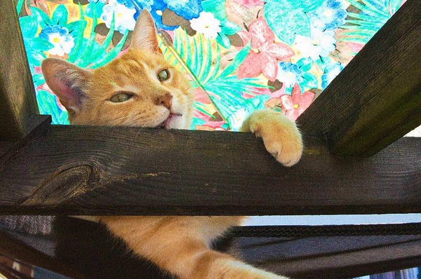 Andreas Campana: Kater Willi beim Chillen auf dem Sonnensegel in der Gartenstadt