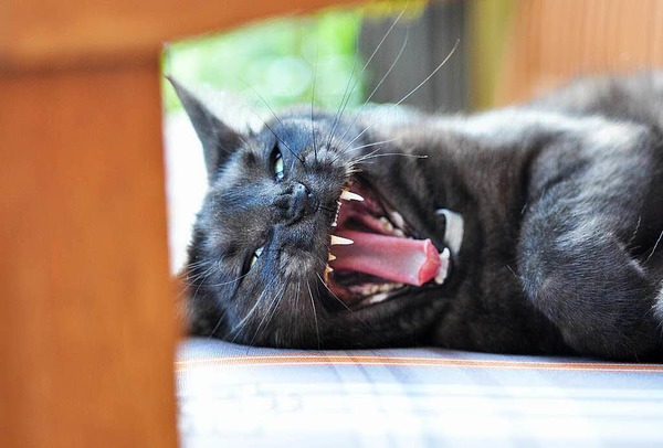 Barbara Lais-Campana: Katze "Emmi", die sich auf der Gartenbank sonnt und gerade ghnt. Aufgenommen in  in der Gartenstadt.
