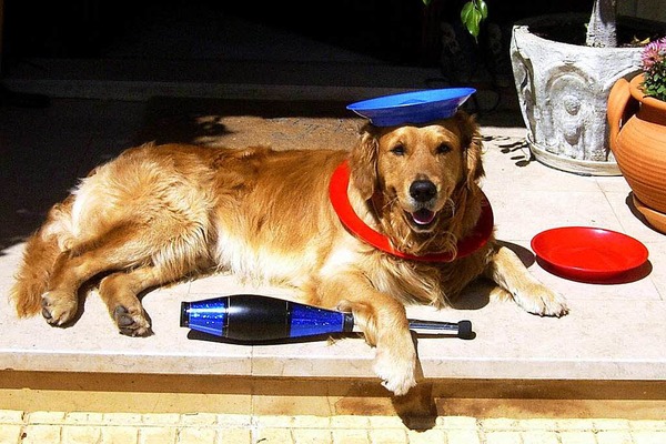 Marita Weisser: Hund Whisky, nach der bung fr die Zirkusnummer