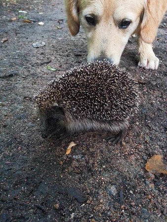 Michael Werner: Begegnung mit Igel, das war unserem Malo  doch nicht ganz geheuer