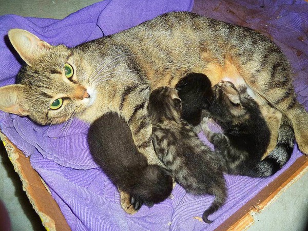 Lina Mller: Katze Lisbeth mit ihrer Sommerberraschung, ihren Babykatzen.