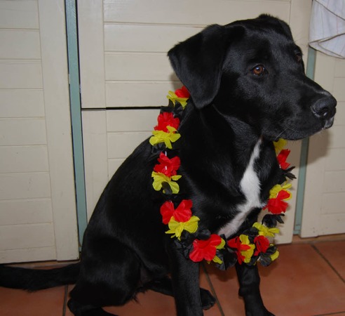 Susanne Mayer: Lotta - unser Weltmeisterhund!