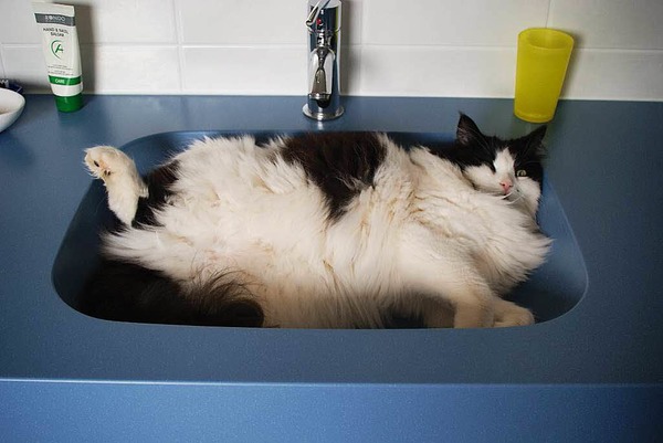 Marc Haude:Das ist mein Kater Yahoo bei seiner Lieblingsbeschftigung in Istein im Stockfeld 8.