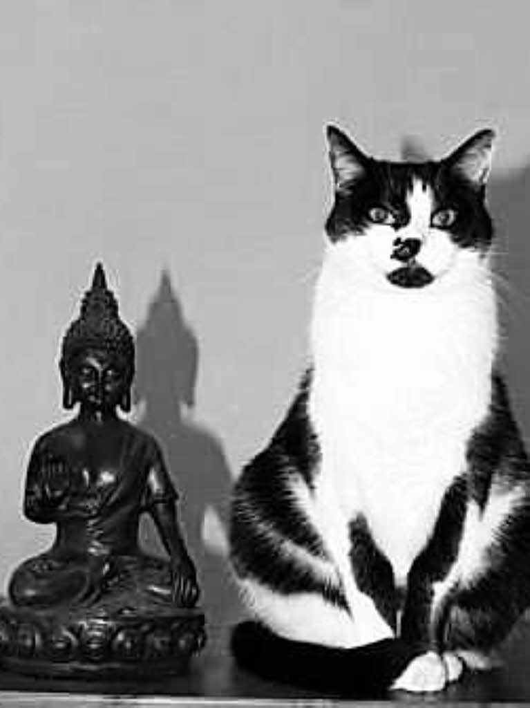 Susanne Baumann: Die buddhistische Katze