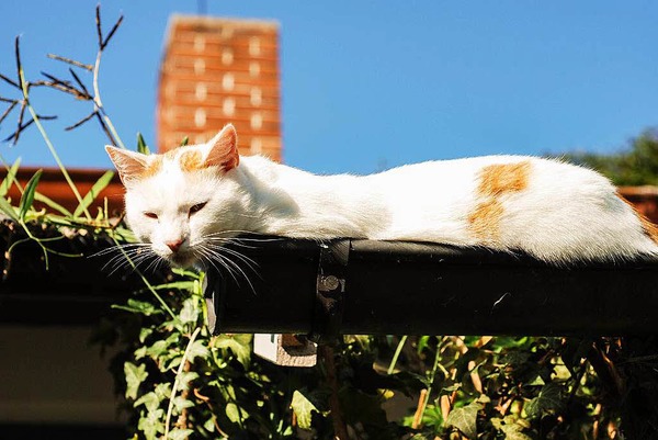 Lea Stolzenburg: Kater Merlin aus Efringen-Kirchen