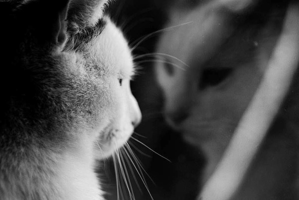 Lea Stolzenburg: Kater Merlin aus Efringen-Kirchen