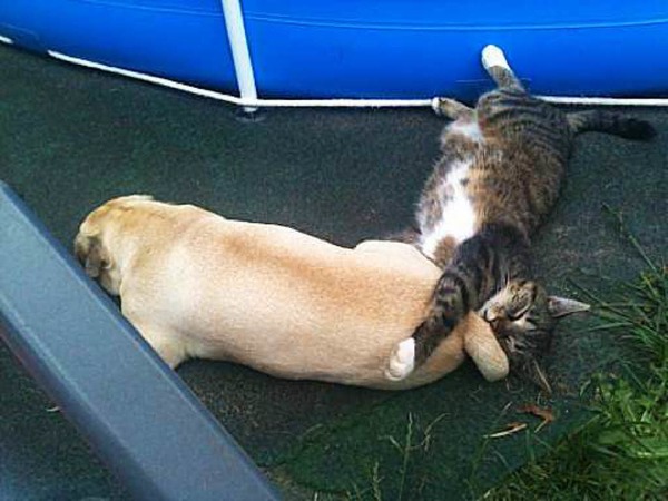 Michaela Frey: Das ist Freundschaft - Mops und Katze