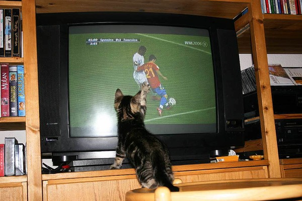 Renate Krger: Katerchen Fips als Fuballfan