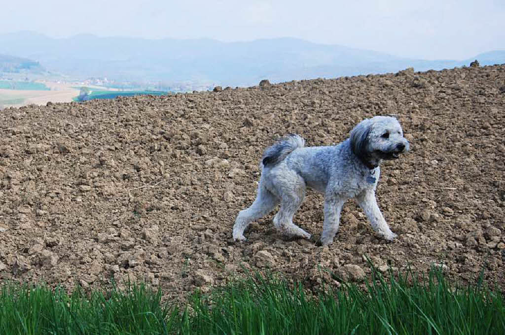 Heide Langguth:  Anton beim Spaziergang mit Blick auf Tannenkirch